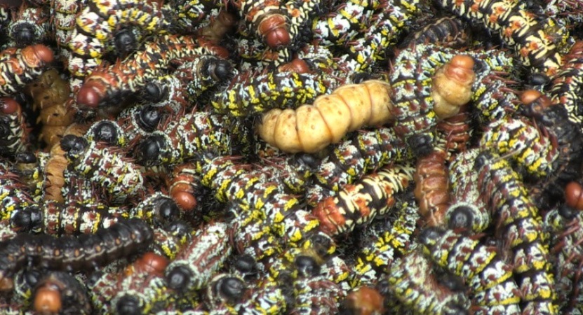 /film_images/caterpillars 3.jpg